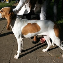 Schweizer Laufhund