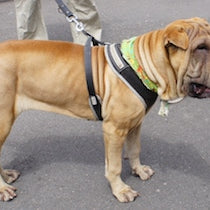 Shar-Pei