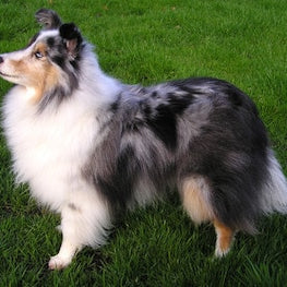 Shetland Sheepdog (Sheltie)