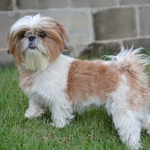 Shih tzu