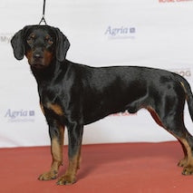 Slovensky Kopov