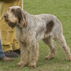Spinone Italiano