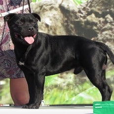 Staffordshire Bull Terriër