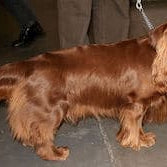 Sussex-spaniël