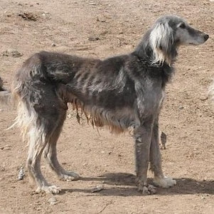 Taigan
