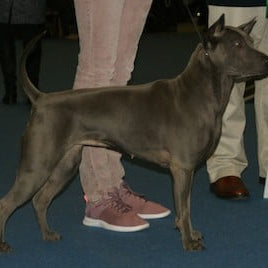 Thai Ridgeback