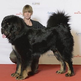 Tibetaanse Mastiff (Do-Khyi)