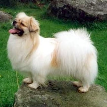 Tibetaanse Spaniël