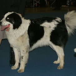 Tornjak