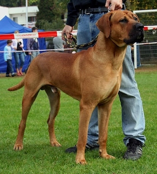 Tosa (Inu)