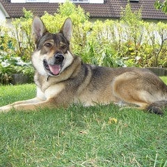 Tsjecho-Slowaakse wolfhond