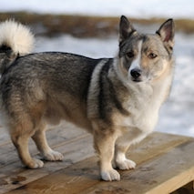 Västgötaspets (Zweedse Vallhund)