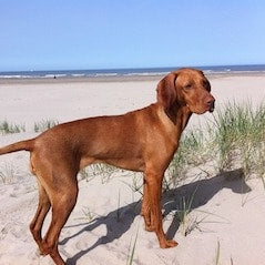 Vizsla