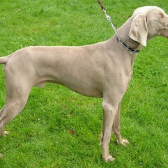 Weimaraner