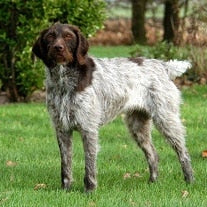 Duitse staande hond (stekelhaar)
