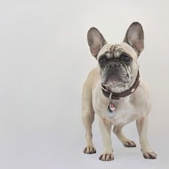 Franse Bulldog