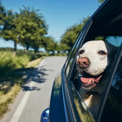 Hond vervoerd in auto