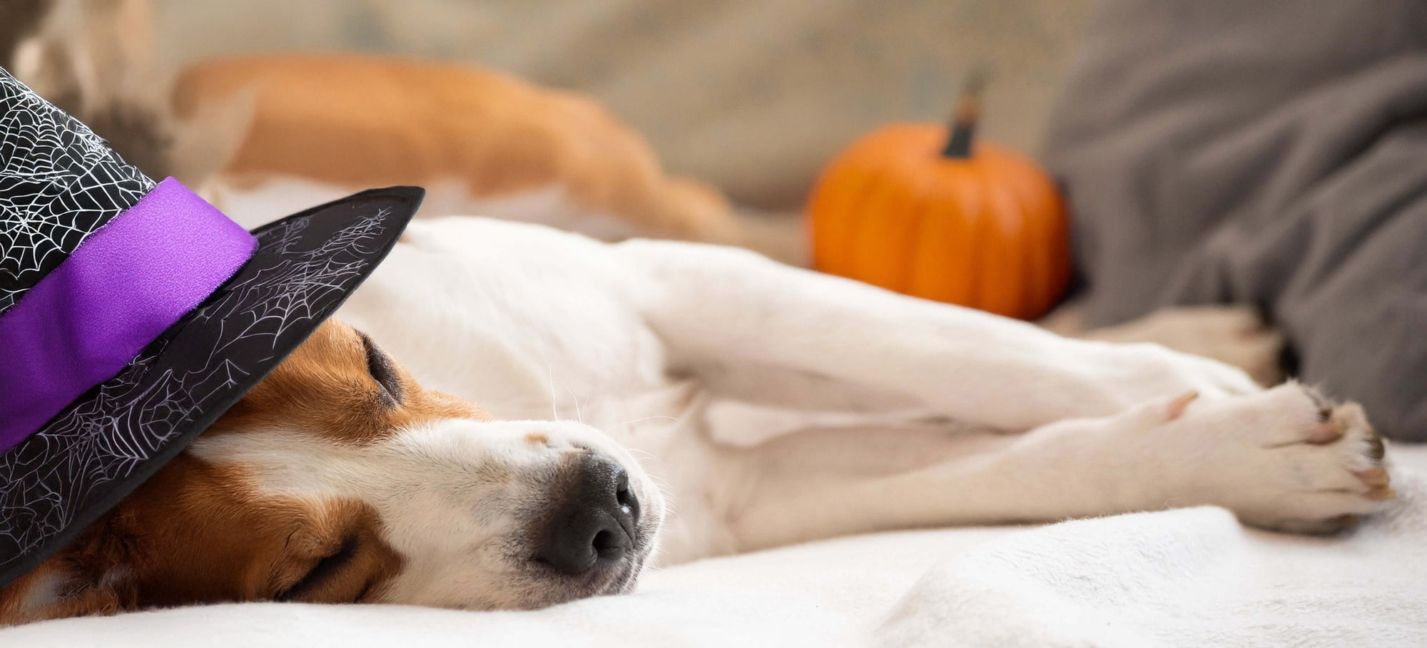 Slapende hond met halloween decoraties