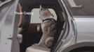 Thule Cappy hondenharnas instructie video
