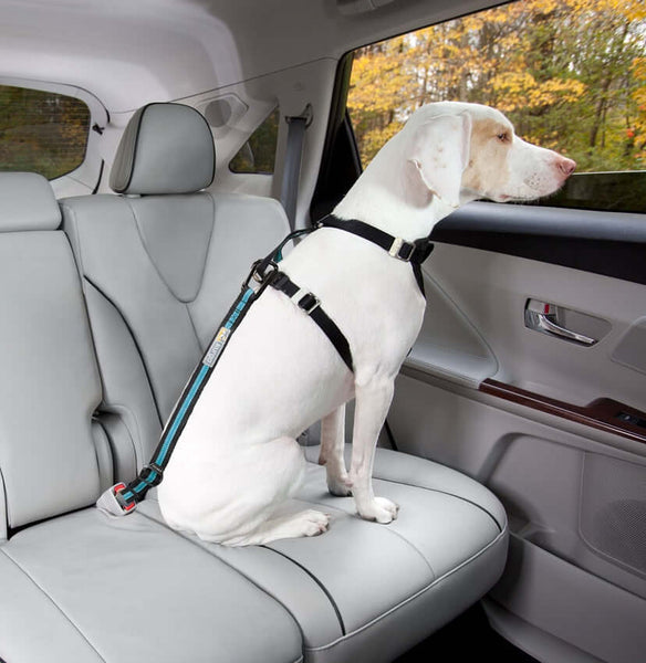 Transporter un chien en voiture : que dit le code de la route